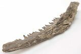 Fossil Fish (Cimolichthys) Jaw Section - Kansas #197618-4